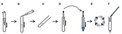 Impact of epidermal growth factor and/or β-mercaptoethanol supplementations on the in vitro produced buffaloes' embryos